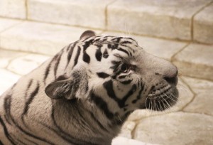 White Bengal Tiger in Houston