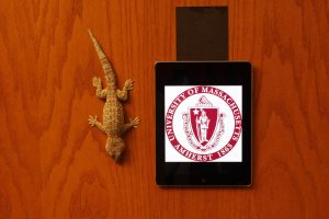 Gekko and Geckskin