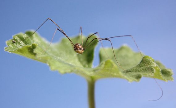Opilionid