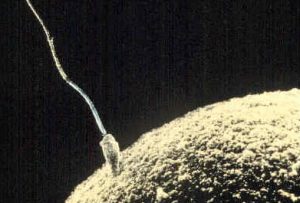 Sperm Meets Egg