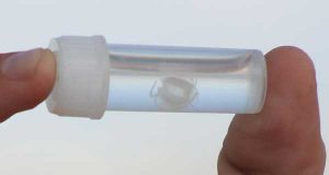 Irukandji Jellyfish