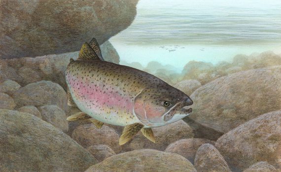Rainbow Trout