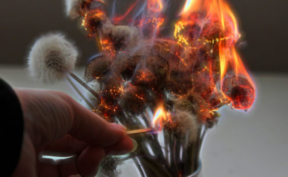 Burning Dandelions (Anne Helmenstine)