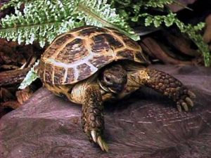 Russian Tortoise