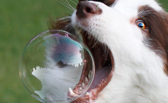 Unless a bubble is popped on purpose, it will naturally pop from the top rather than the bottom. (carterse)