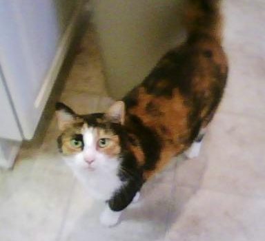 Calico Cat