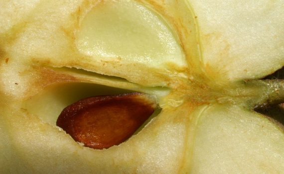 Apple With Seeds (Böhringer Friedrich)