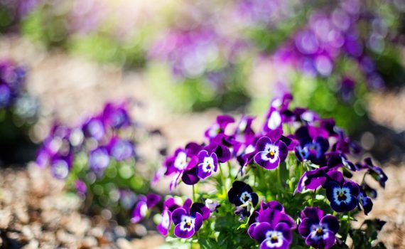 The color change violets project works because violets are natural pH indicators.