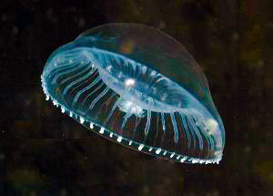jellyfish luminescence