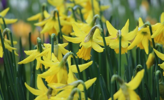 Daffodils (Katherine McCormack)