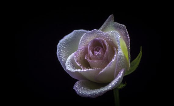 The best rose water is distilled or purified via solvent extraction. (Carlos Quintero)