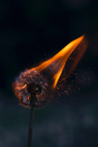 A dandelion burns in colors, including violet, blue, red, orange, and yellow. (Henry Be)