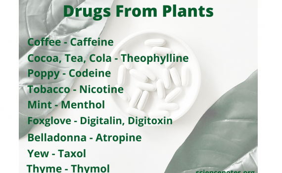 Many drugs are derived from plants.