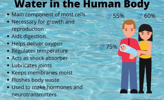 Water in the Human Body