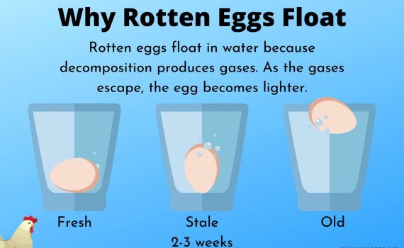 Why Rotten or Bad Eggs Float