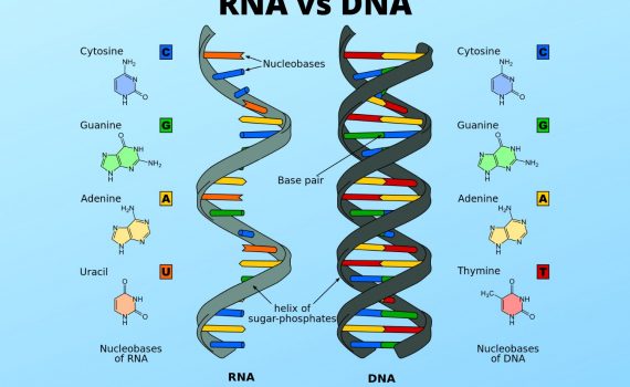 RNA vs DNA