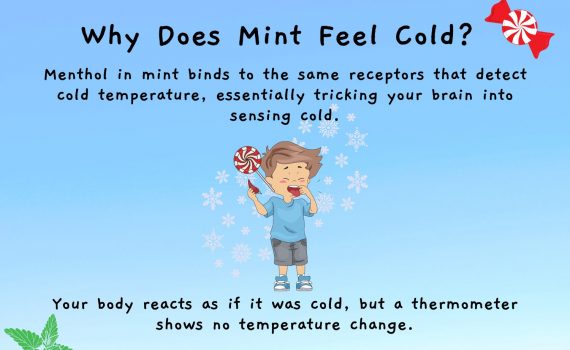 Why Does Mint Feel Cold?