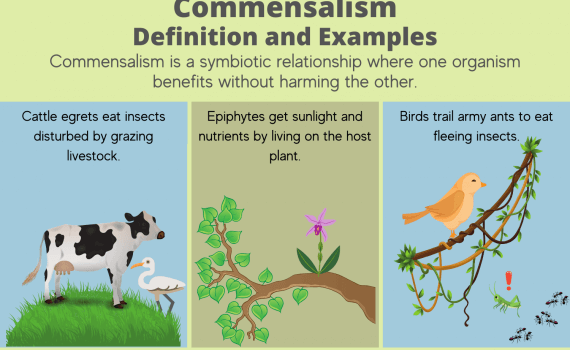 Commensalism Definition and Examples