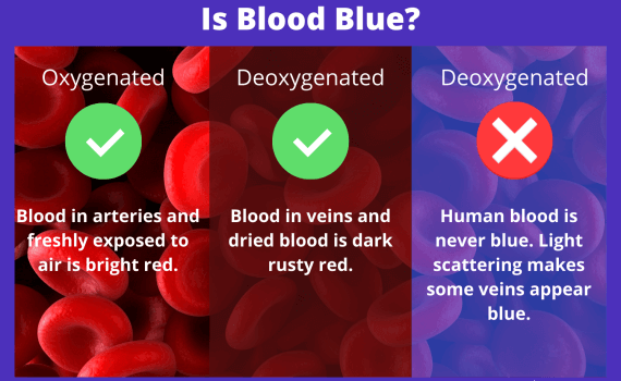 Is Blood Blue? The Answer is No