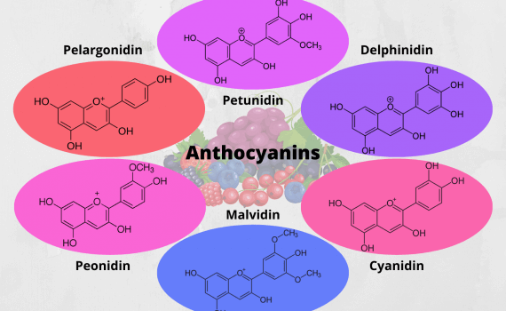 Anthocyanins