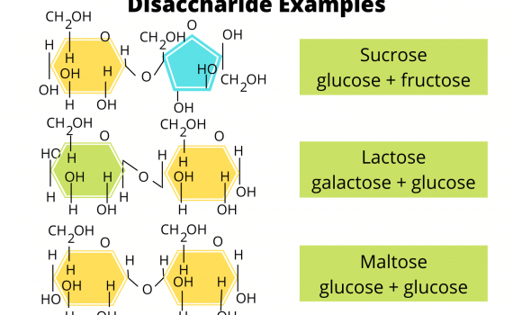 Disaccharide Examples