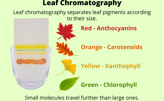 Leaf Chromatography