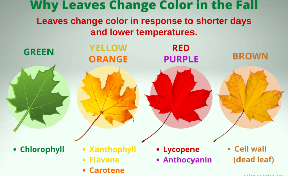 Why Leaves Change Color in the Fall