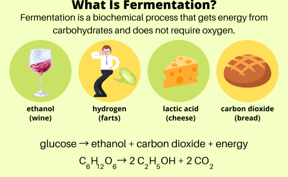 What Is Fermentation - Definition and Examples