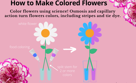 How to Make Colored Flowers