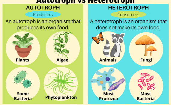 Autotroph vs Heterotroph
