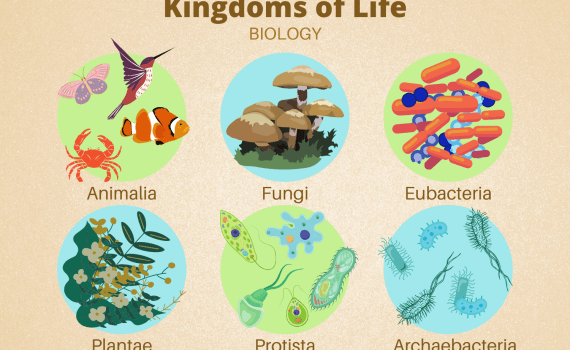 Kingdoms of Life in Biology