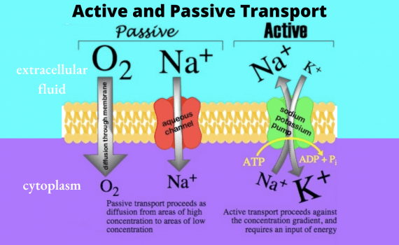 Active and Passive Transport