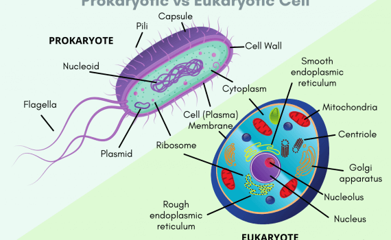 Prokaryotic vs Eukaryotic Cells