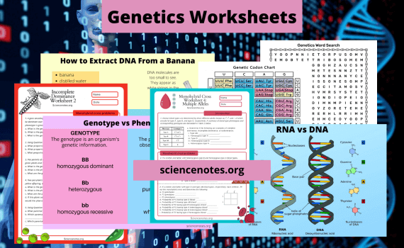 Genetics Worksheets