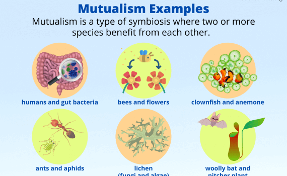 Mutualism Examples and Definition