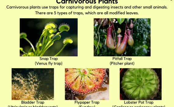 Carnivorous Plants