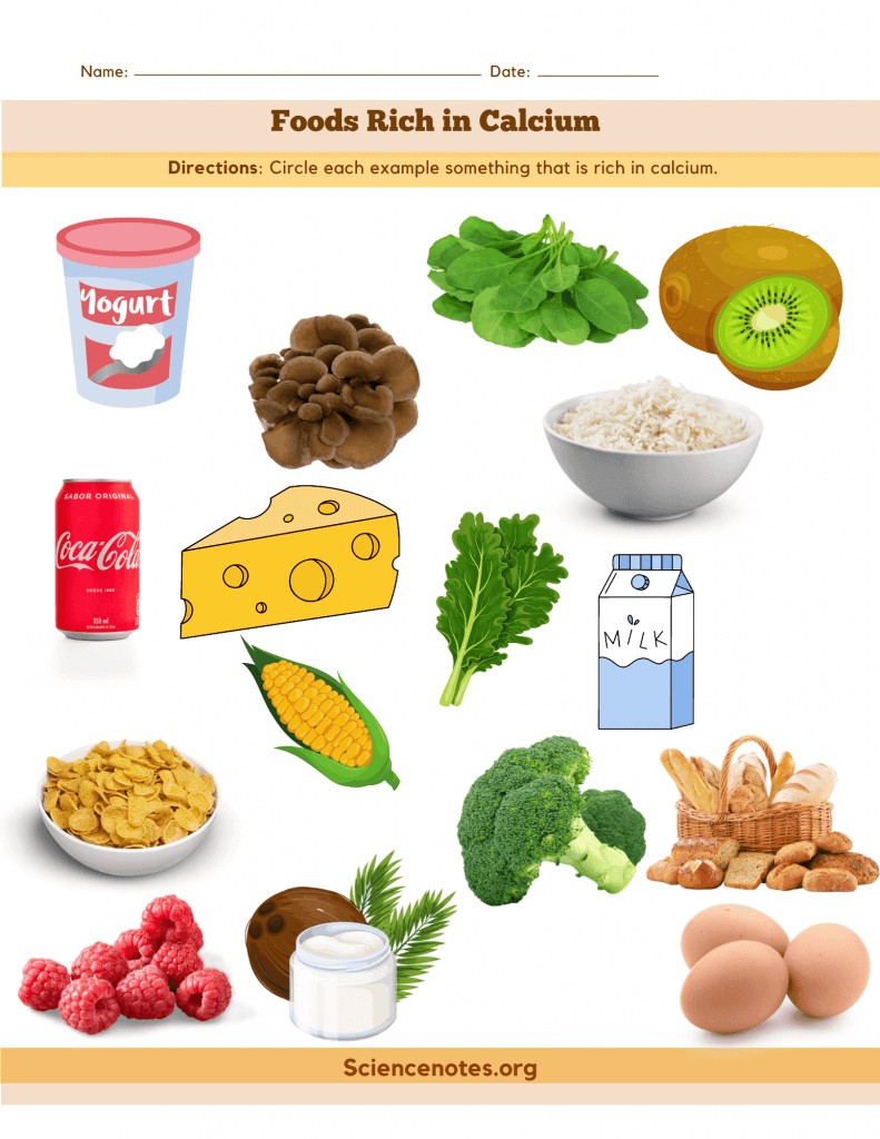 Foods Rich in Calcium - Worksheet
