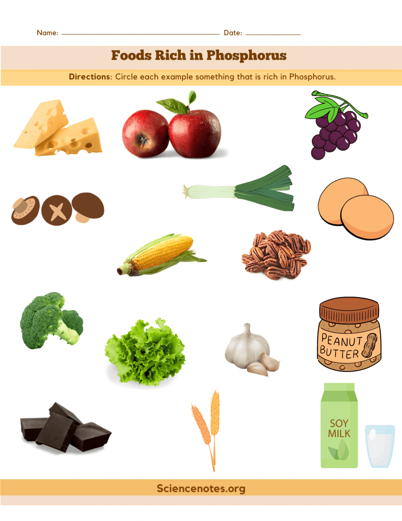 Foods Rich in Phosphorus - Worksheet