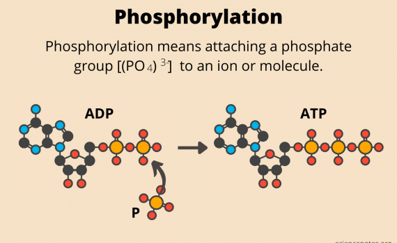 Phosphorylation Definition