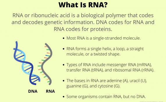 What Is RNA