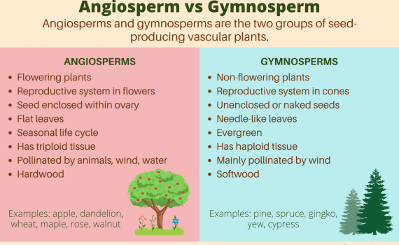 Angiosperm vs Gymnosperm