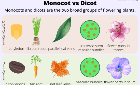 Monocot vs Dicot