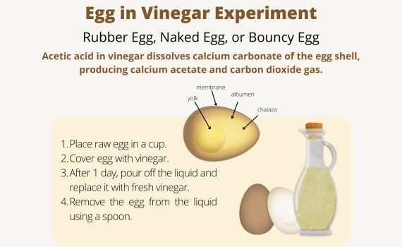 Egg in Vinegar Experiment