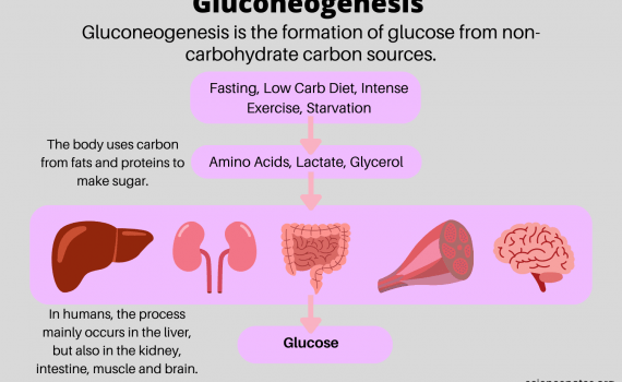 Gluconeogenesis Definition