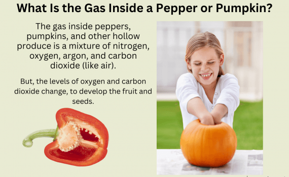 What Is the Gas Inside a Pepper or Pumpkin