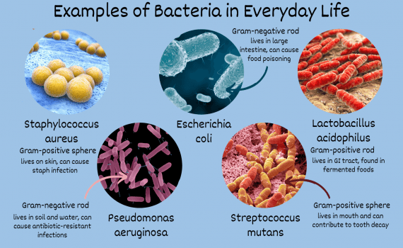 Examples of Bacteria in Everyday Life