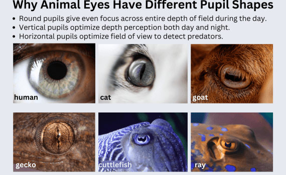 Why Animal Eyes Have Different Pupil Shapes - Cats Have Vertical Pupils