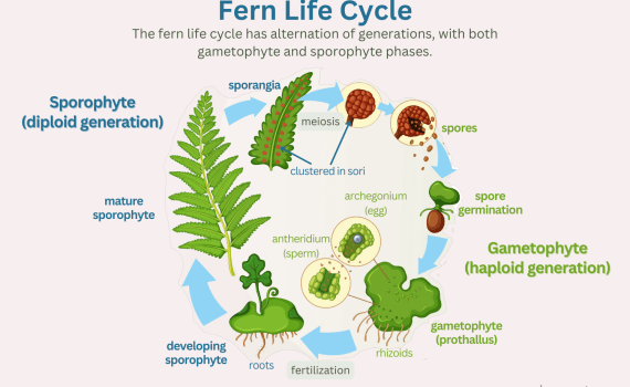 Fern Life Cycle