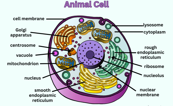Labeled Animal Cell Diagram