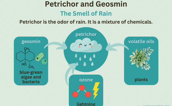 Petrichor and Geosmin